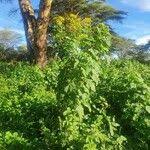 Image result for Crassocephalum montuosum