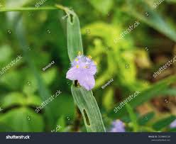 Image result for Cyanotis axillaris