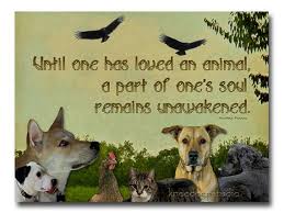 Animal Lover Photography 8x10 Photo Collage Text Quote Dogs Cat Birds Original Images Heartwarming Rustic Colors Contemporary H Animals Dog Quotes Animal Lover