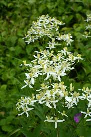 Image result for Clematis uhehensis