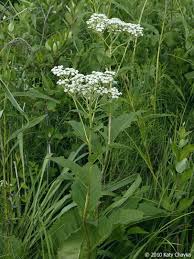 Image result for Parthenium