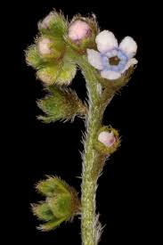 Image result for Cynoglossum lanceolatum