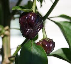 All natural, no eto, and non irradiated. Black Scorpion Tongue Stuffed Peppers Stuffed Hot Peppers Organic Vegetable Seeds