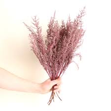 Image result for Stoebe vulgaris