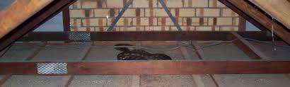 Building and pest inspections local and australia wide. Professional Experienced Building Pest And Asbestos Inspectors Wide Bay Building Pest