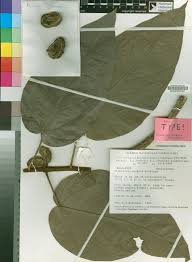 Image result for Albertisia