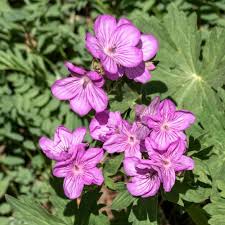 Image result for Geranium `Purple Haze`