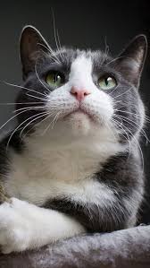 Pin By Claudia Ching On Cat Images Jokes With Images Pretty Cats Cute Cats Cats