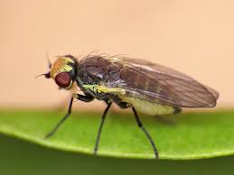 Image result for phytomyza gymnostoma