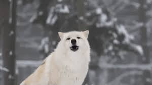 On mobile and touchscreens, press down on the gif for with tenor, maker of gif keyboard, add popular anime white wolf animated gifs to your conversations. Howling Wolves Gifs 70 Animated Images For Free