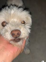 My dog lovita (black dog) is still missing if anyone has seen her please  let me know