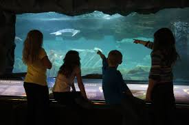 Explore Marine Life At Sea Life Caverns An Underground Aquarium That Is Home To More Than 100 Species Of Fish Sharks Sea Turt Marine Life Aquarium Sea Life