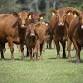 Beef Field Days Logan