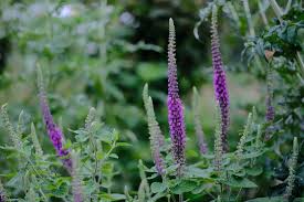 Image result for Exochaenium teuszii