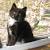 Maine Coon Long Haired Tuxedo Cat