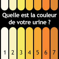 Si votre chat sent l'urine malgré le fait qu'il soit propre et qu'il fasse ses besoins dans sa litière, il y a sans doute une explication logique et une solution à apporter. Notre Urine Nous Parle De Notre Sante Pharmacie Principale