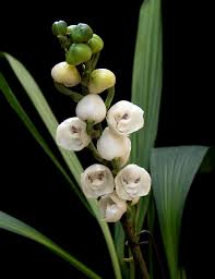 Image result for Ptaeroxylaceae