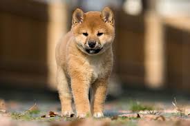 Shiba inu puppies for sale. How To Find An Ethical Shiba Inu Breeder My First Shiba Inu