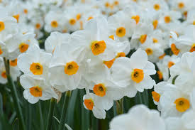 Daffodil Geranium Top Size Bulbs Daffodils Geraniums Fragrant Flowers