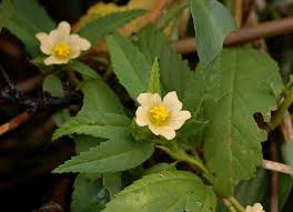 Image result for Sida acuta