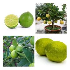 The wet seeds will feel a little bit slimy but that is common for lime seeds. 50pcs Citrus Aurantifolia Key Lime Seeds Pure Bonsai