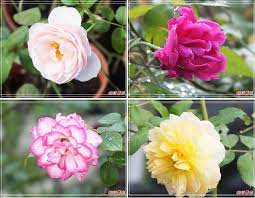 高雄go high高雄好好玩 高雄玩那裡 悠遊山城樹玫瑰 假日農夫愛趴趴照 痞客邦 flowers plants rose