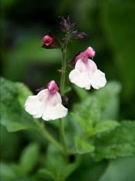 Organic Salvia microphylla 'Sweet Laura' Plant