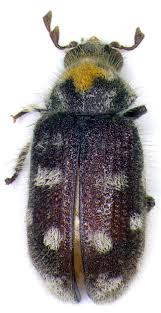 Image result for Trichodesma