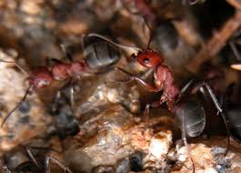 Do lifespans of queen ants and the rest of the colony differ? Where Do Ants Live Hearts Pest Management
