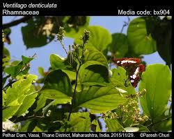 Image result for Ventilago