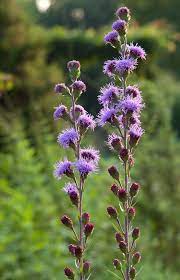 Meadow Blazing Star Liatris Ligulistylis