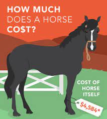 Moreover, there are very big regional differences! How Much Does A Horse Cost Horseclicks