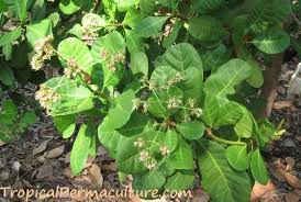 Under favorable conditions, your cashew tree will grow well and thrive, fruiting in just two years. Growing Cashews How To Grow Cashew Trees Nuts And Apples