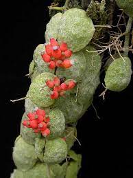 Pin On Succulent Cactus In Bloom