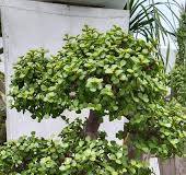 Pictures of small bonsai garden with ficus trees