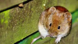 Mice and rats spread hantaviruses among themselves. Hantavirus Breitet Sich Aus So Schutzen Sie Sich Main Kinzig Kreis