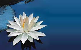 We did not find results for: Amazon Com Lotus Flower Live Wallpaper Appstore For Android
