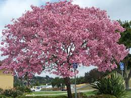 Photo Pink Trumpet Tree Tabebuia Impetiginosa Flowering Trees Ornamental Trees Purple Leaf Plum Tree