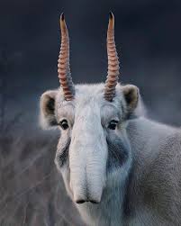 Animals On Instagram Here Is The Best Animal Face You Will See Today This Is A Saiga Antelope Saiga Tatarica A Species Animals Weird Animals Rare Animals