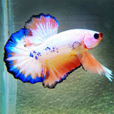 Over Halfmoon Plakat Tail White Scale Orange Betta Fish In 2020 Betta Fish Types Betta Fish Betta
