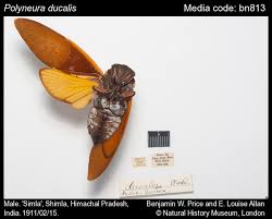 Image result for Eulalia polyneura