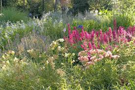 2nd Spring For Our First Prairie Garden In Dunkeld Garten Deko Ideen Gestalten