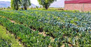 Arequipa: Impulsan agricultura regenerativa en la producción de hortalizas  en Sachaca