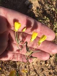 Image result for Onagraceae