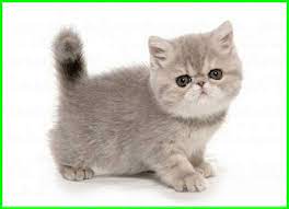 Selamat pagi semua para pecinta kucing sedunia. Kucing Exotic Shorthair Peaknose Berbulu Pendek Daftarhewan Com