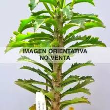 Image result for Monadenium torrei