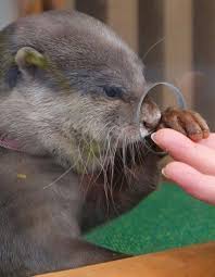 give me your hand human and do not pull away from me 可愛すぎる動物 カワウソ 美しい動物