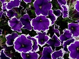 This plant can grow to three feet tall in sunny locations and is hard to almost all winter temperatures. 230 Purple White Flowers Ideas Flowers Purple And White Flowers Plants