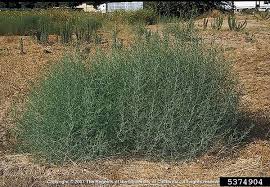 Image result for Salsola