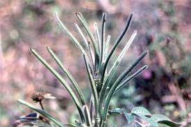 Image result for Senna hirsuta